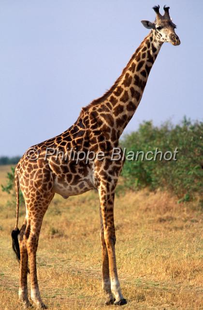 kenya 48.JPG - GirafeGiraffaGiraffa camelopardalisRéserve de Masai MaraMasai Mara National ReserveKenya